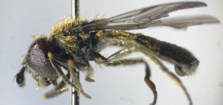 Photography of Pipizella viduata taken by Sara Rodrigues de Miranda